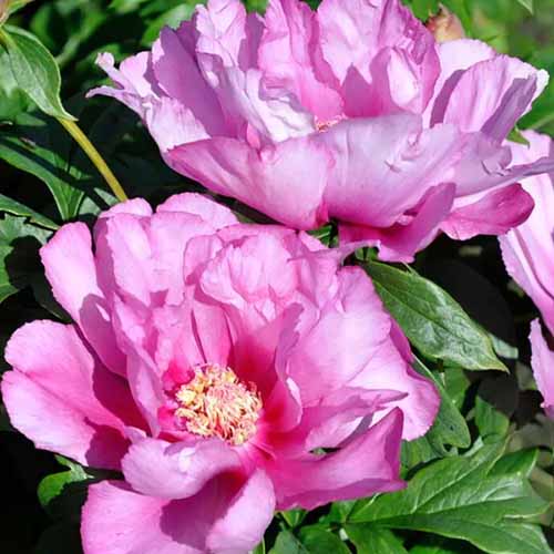 A square image of two 'First Arrival' peonies growing in the garden pictured in bright sunshine.