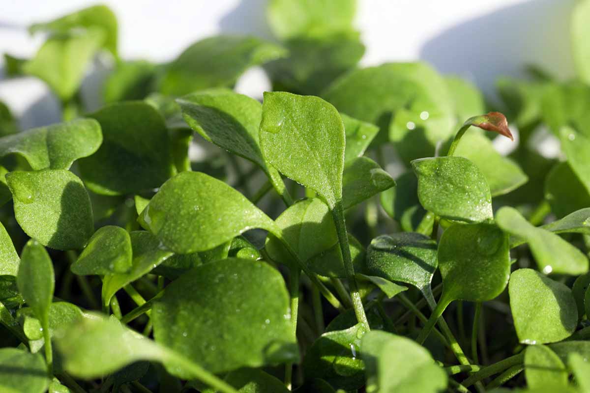 A horizontal image of the young leaves of Claytonia sibirica aka miner's lettuce growing in light sunshine.