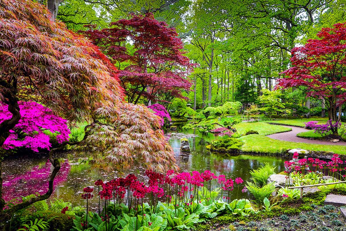 A horizontal image of a view of a traditional formal Japanese garden surrounding a pond, making use of walkways and different colors and textures.
