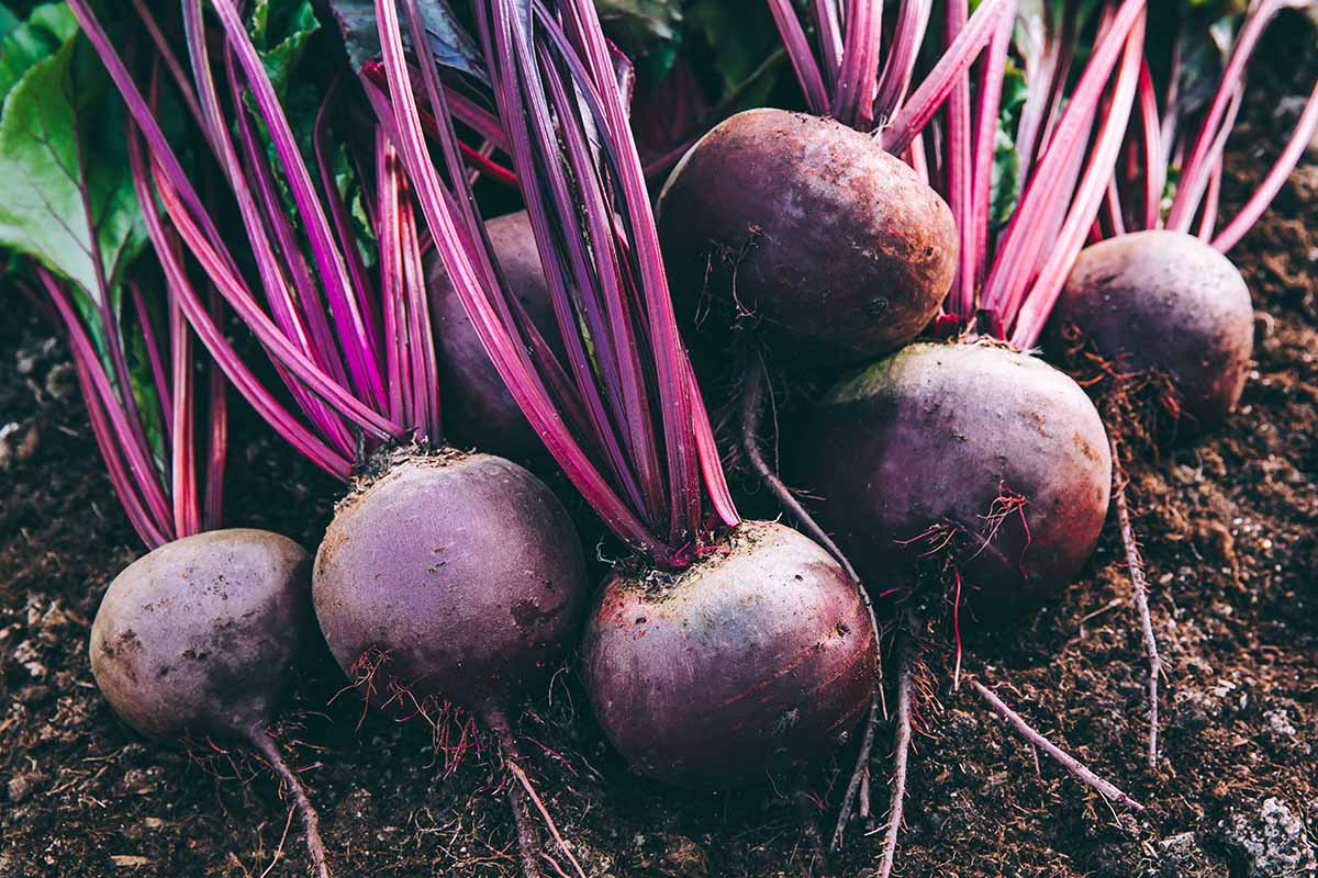 A close up horizontal image of freshly harvested beets set on the ground outdoors.