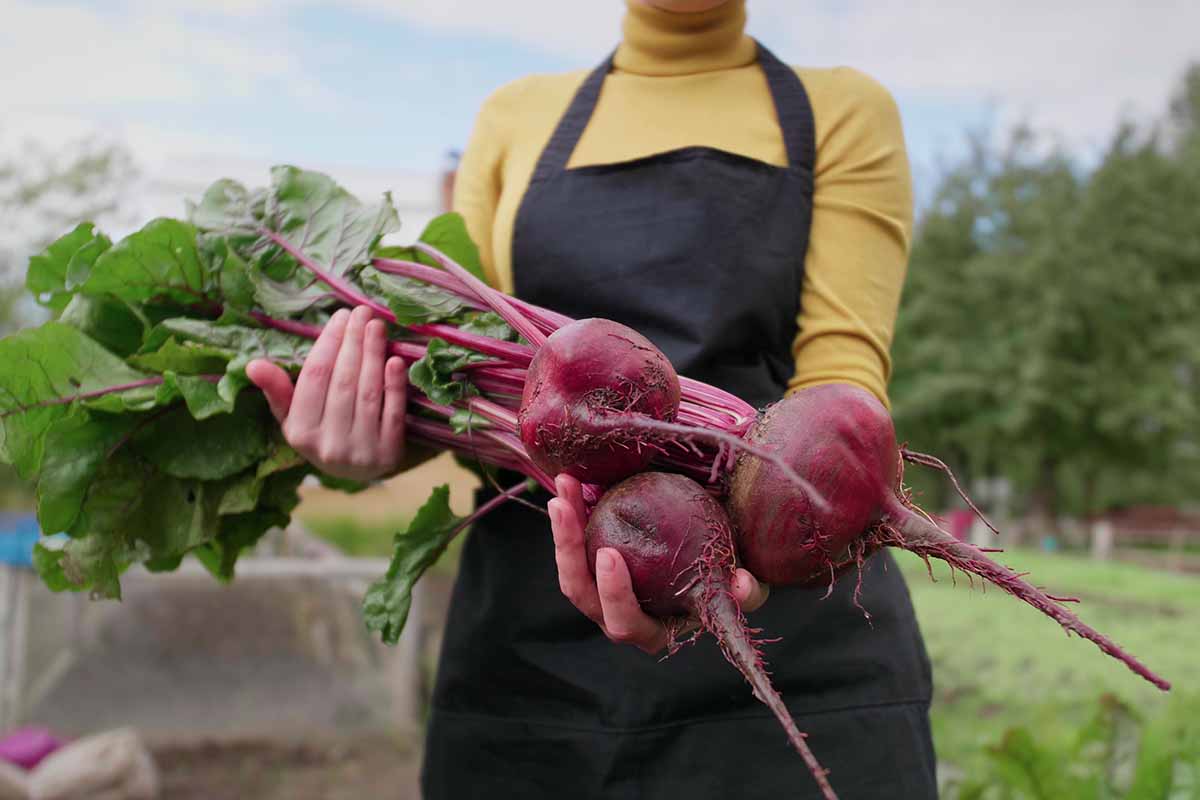 A close up horizontal image of a farmer holding up three freshly harvested beetroots.