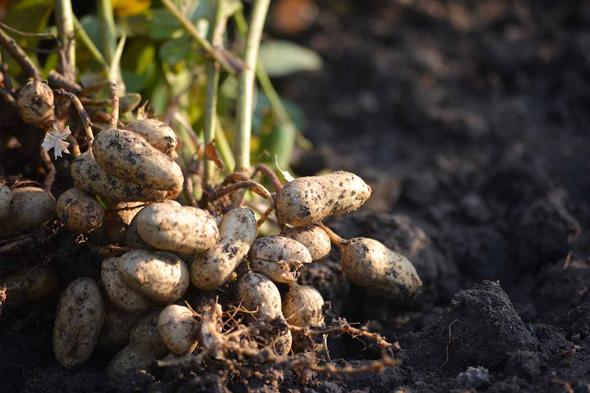 A close up horizontal image of peanuts freshly harvested and set on the ground outside pictured in light sunshine.