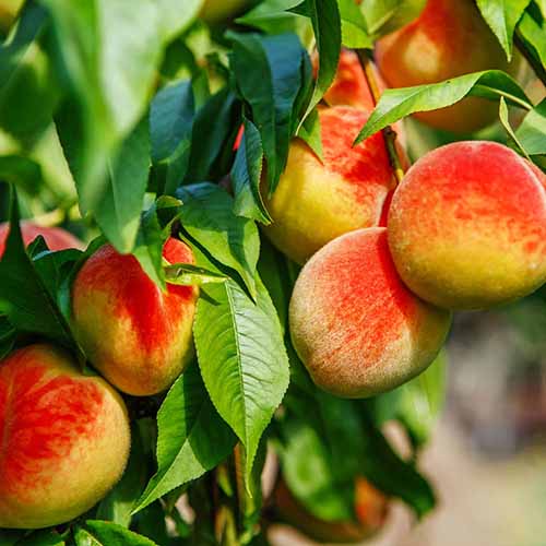 A square image of 'Frost Proof' peaches growing on the tree ready to harvest pictured in bright sunshine.