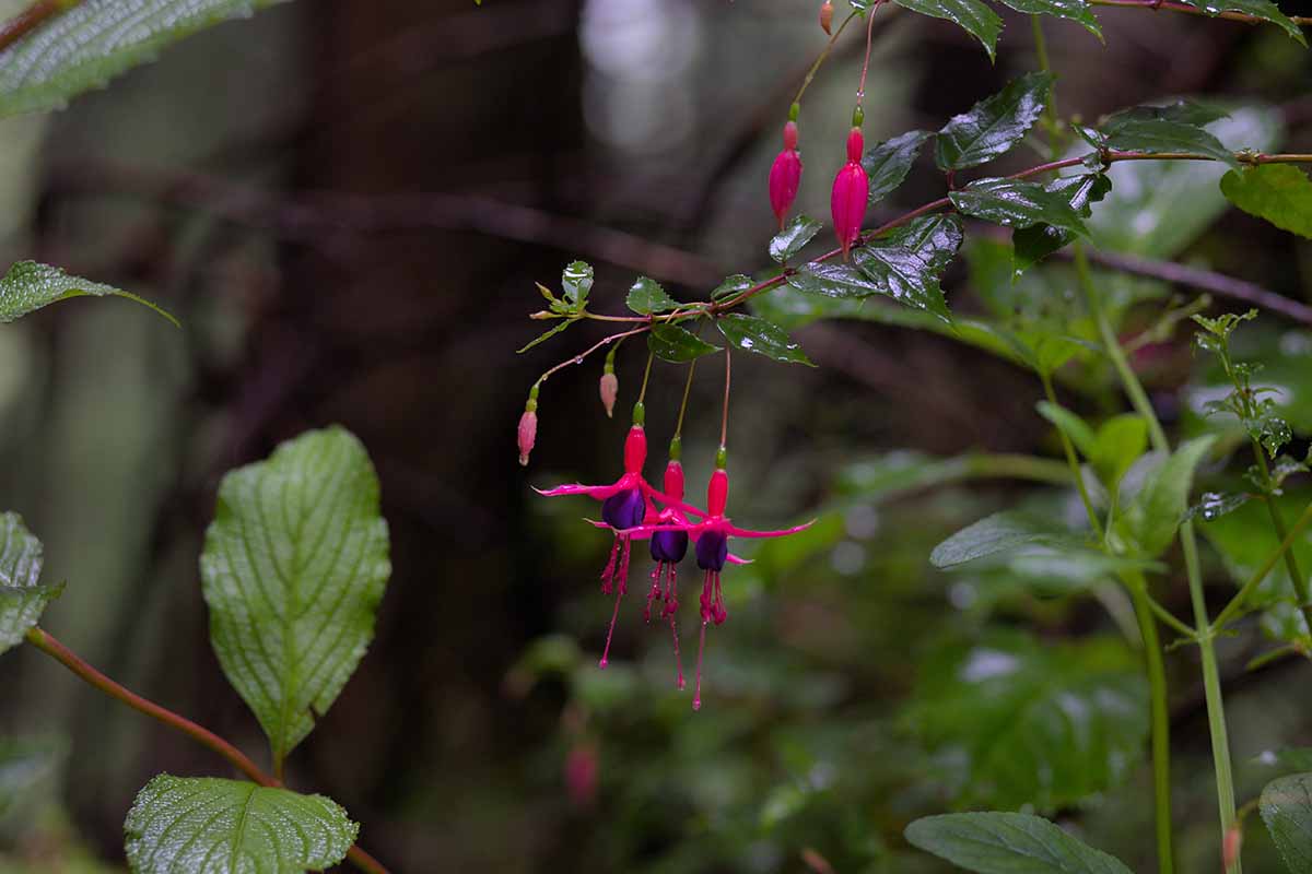 A horizontal close up photo of a wild fuchsia in full shade in full bloom.
