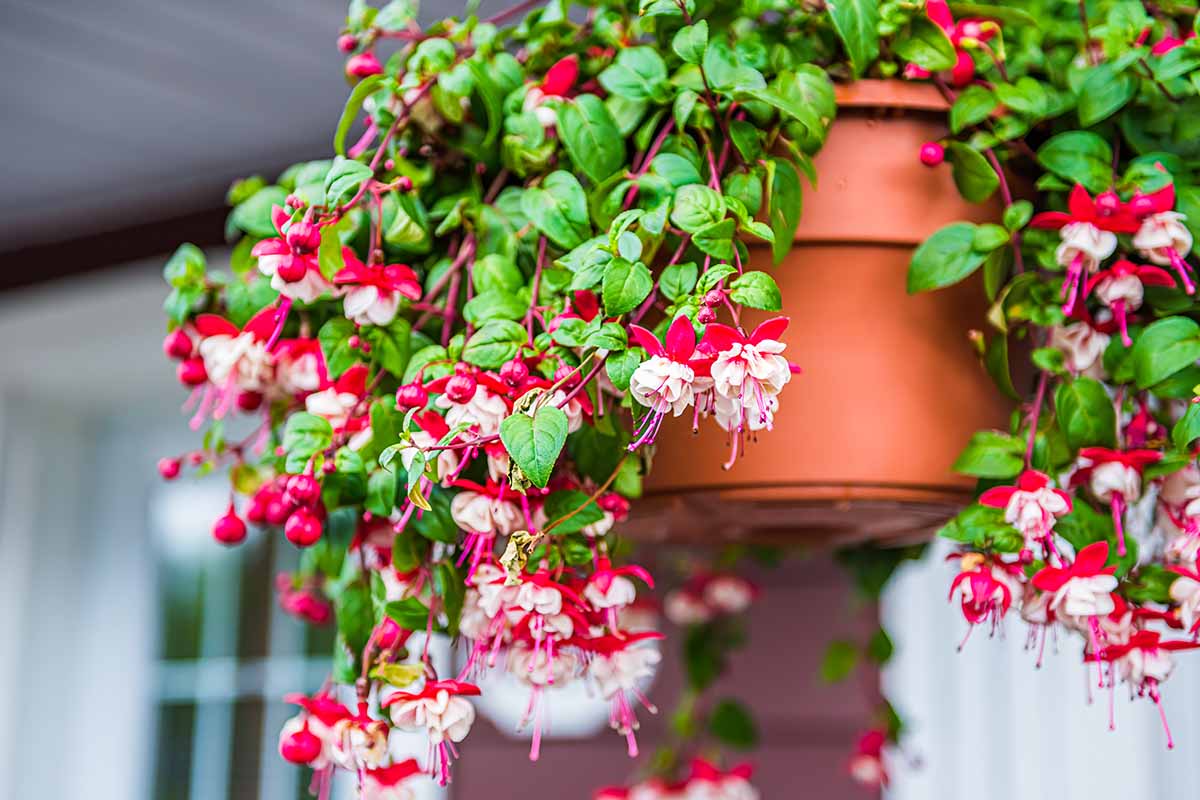 A horizontal photo of a hanging terra-cotta colored pot with red and white blooming fuchsia spilling over the side of the pot.