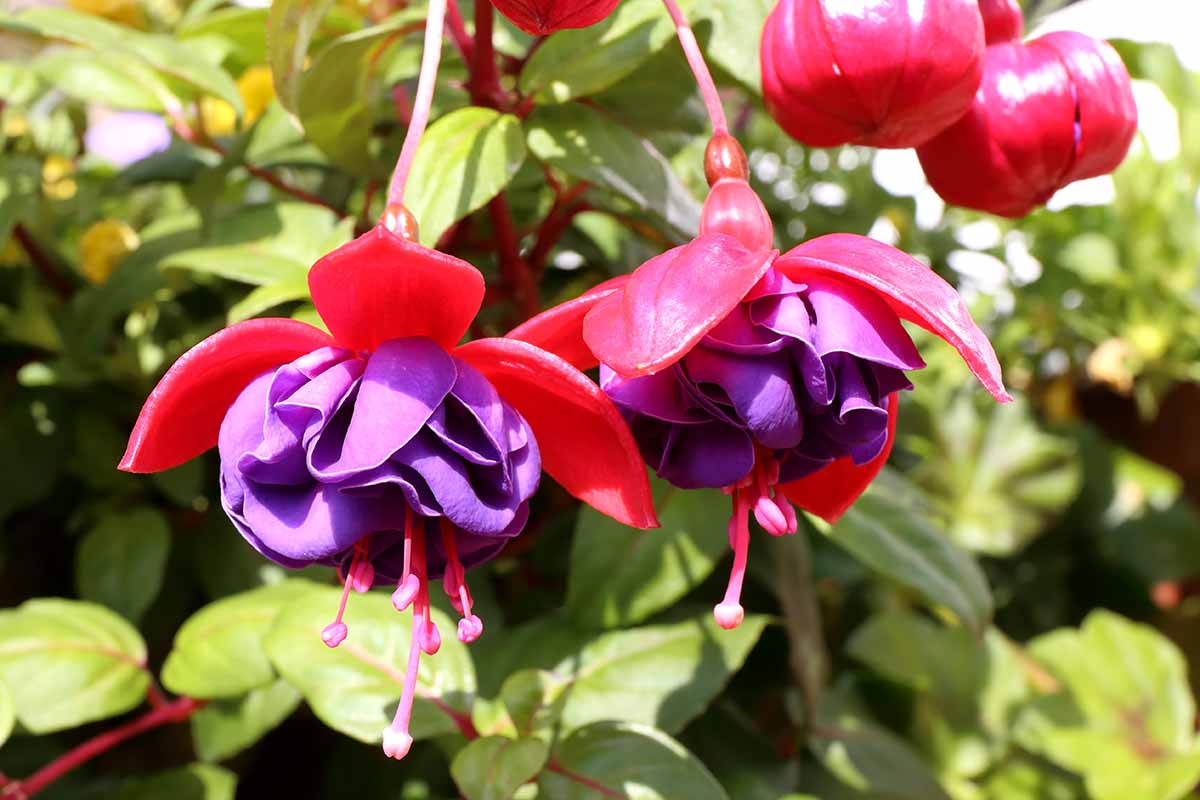 A horizontal close up of two red and purple fuchsia blooms against the green plant foliage.
