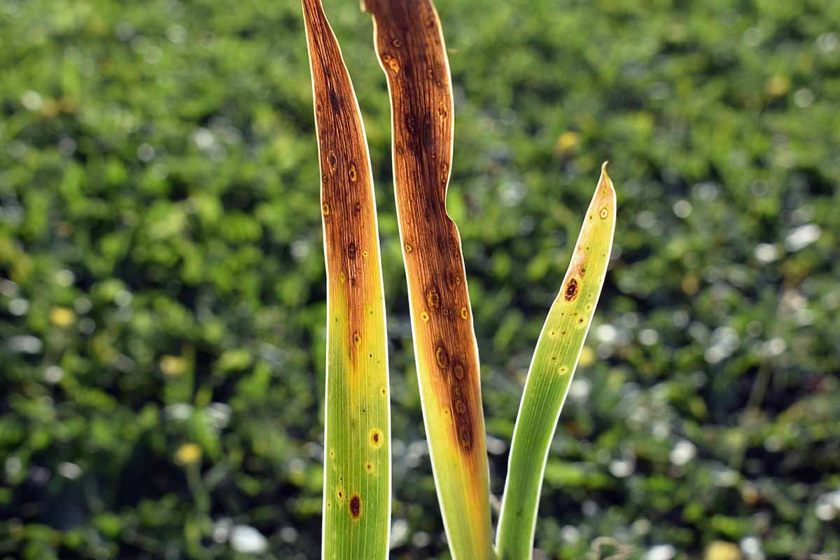 A horizontal photo of three iris leaves with symptoms of fungal disease on the ends.