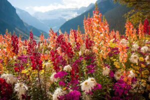 A horizontal image of tall colorful wildflowers in front of a mountain range in Canada.