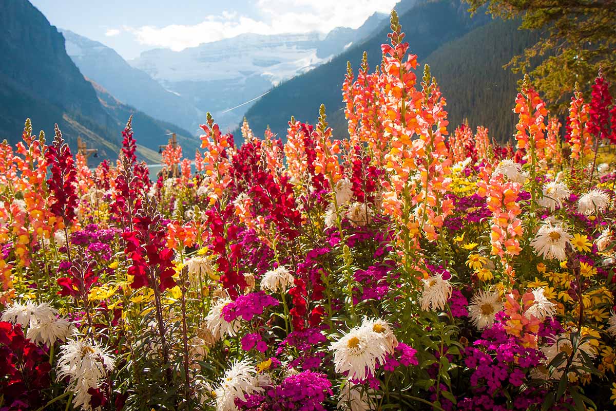 A horizontal image of tall colorful wildflowers in front of a mountain range in Canada.