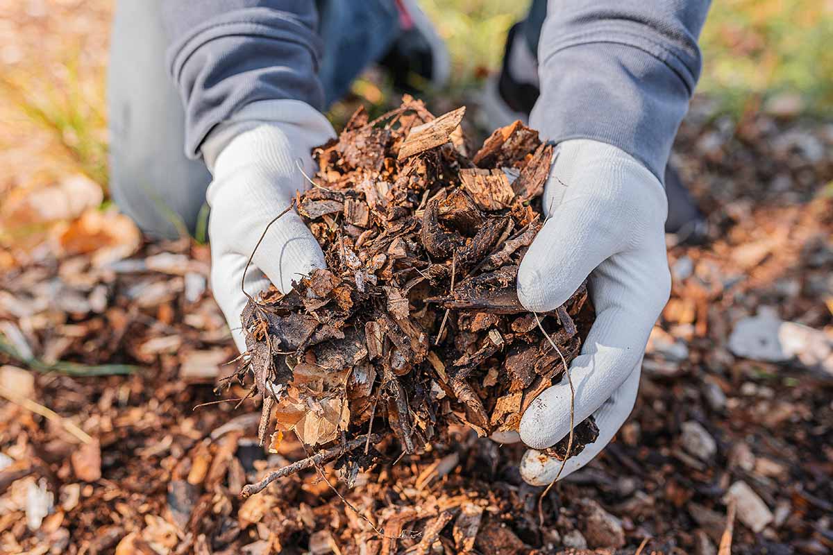 A close up horizontal image of a gardener wearing gloves applying mulch to the garden.