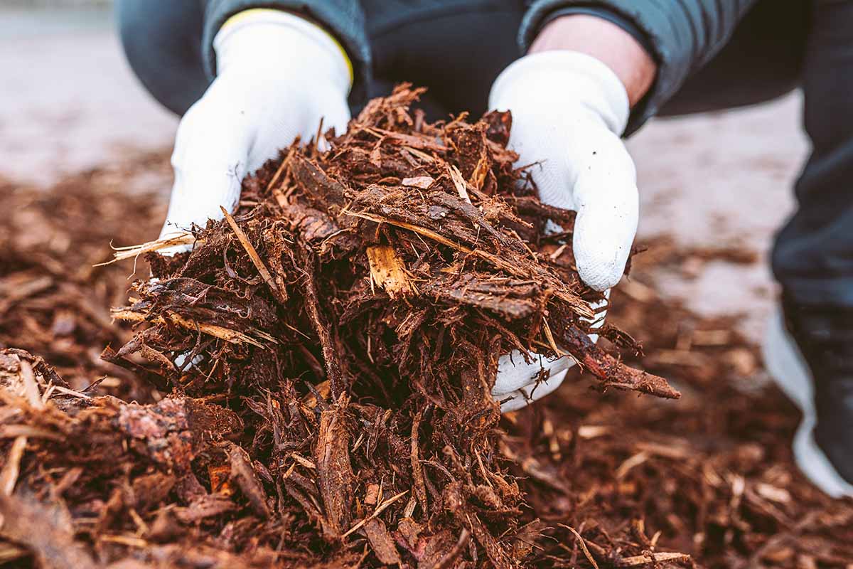 A horizontal photo of a gardener in gardening gloves holding a large handful of mulch.