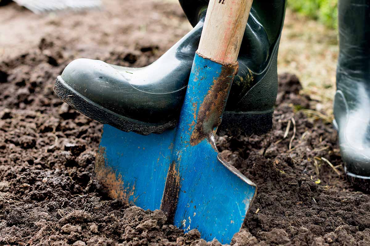 A close up horizontal image of a gardener wearing black boots using a blue spade digging the soil in the garden.