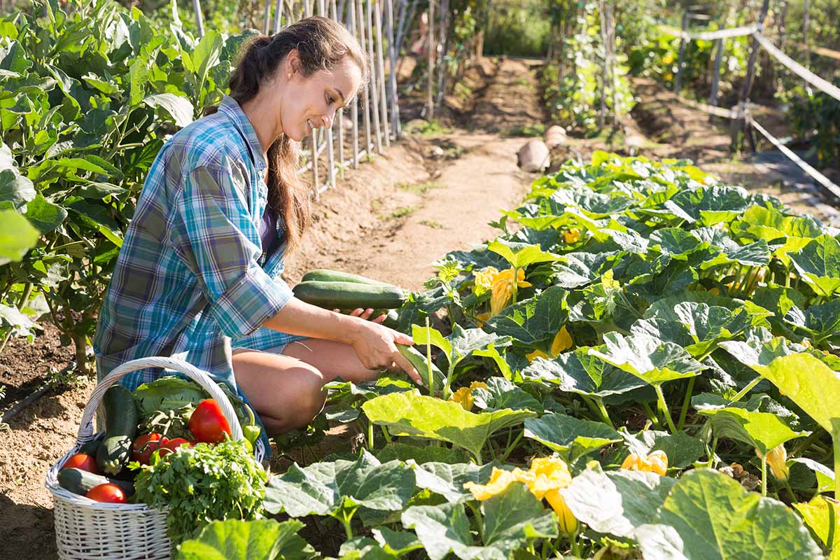 A close up of a woman harvesting zucchini on a hot sunny day with a basket to the bottom of the frame and a vegetable garden in soft focus in the background.
