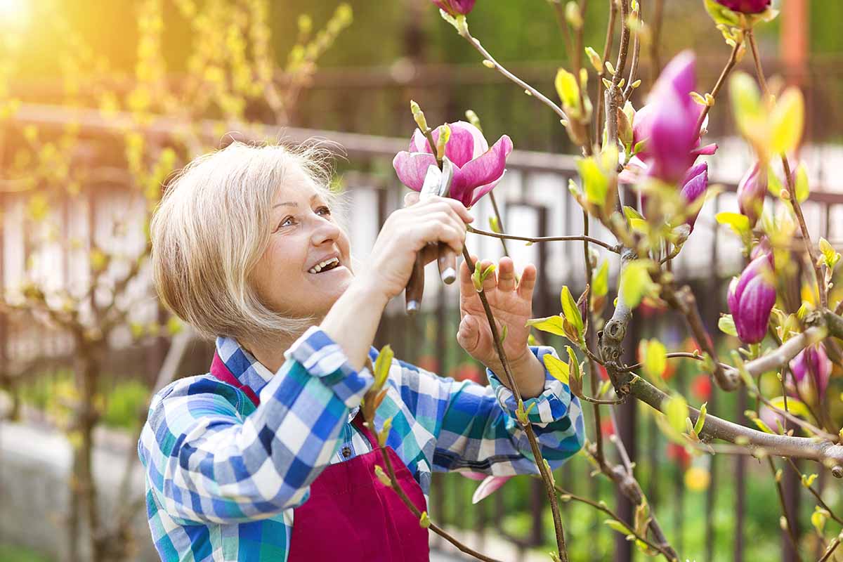 A horizontal image of a gardener pruning a magnolia while it is still in bloom, with a somewhat idiotic grin on her face.