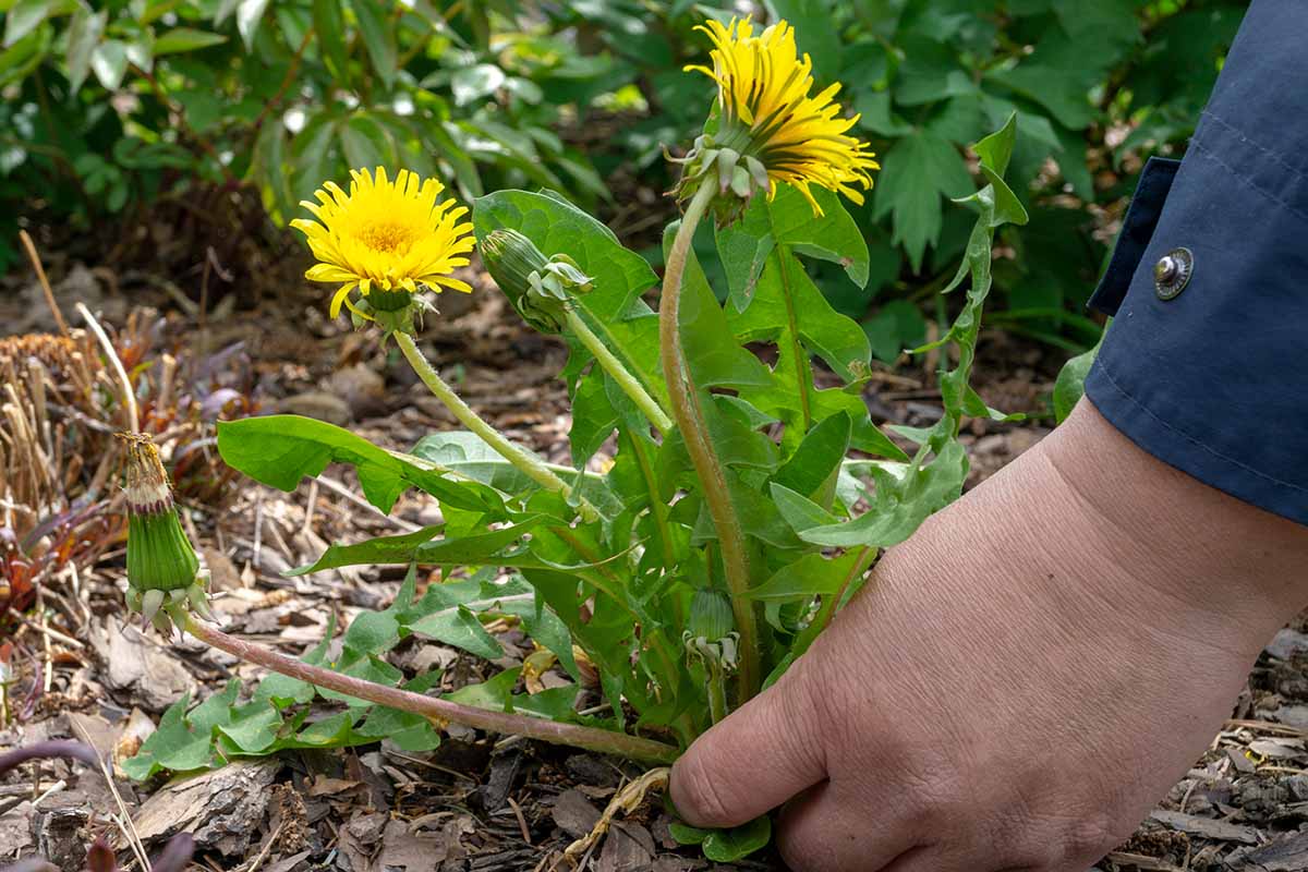 A horizontal close up on a female gardener's hand pulling dandelions from the garden.
