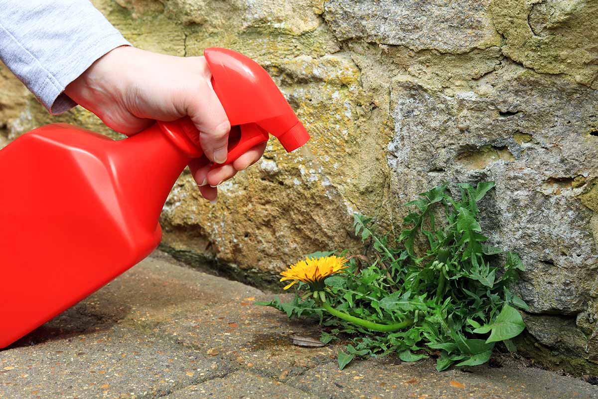 A horizontal photo of a gardener holding a red spray bottle and spraying a dandelion weed.