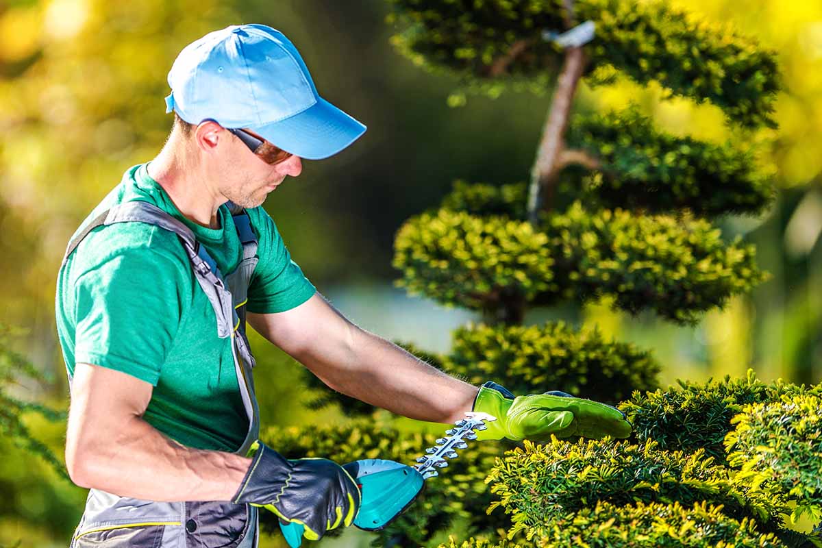 A close up of a man trimming a hedge with a small machine, wearing a hat and protective glasses, on a soft focus background.