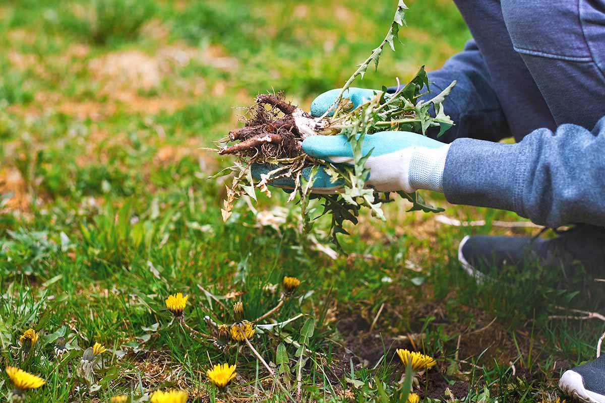 A close up horizontal image of a gardener pulling dandelions out of the lawn.
