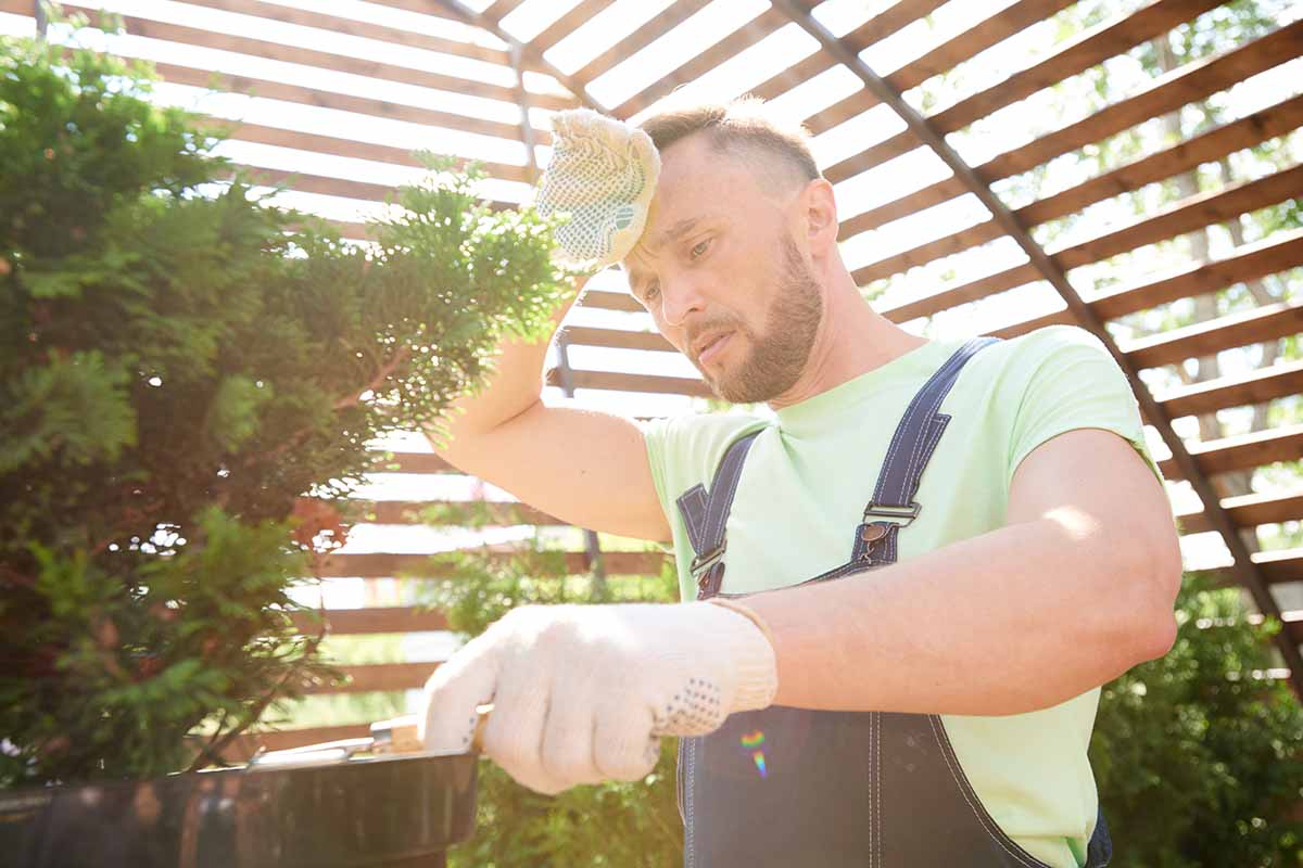 A horizontal photo of a gardener working in a greenhouse on a hot day.