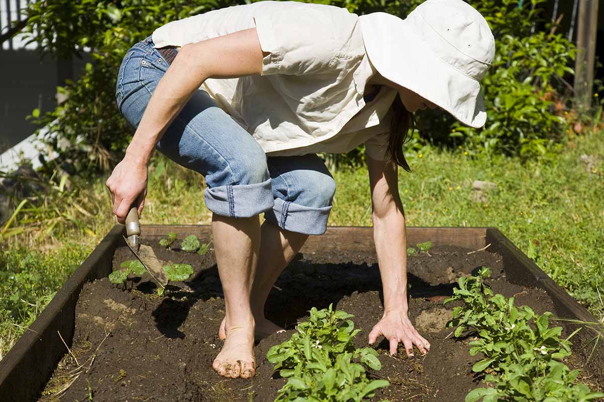 A close up of a woman digging the soil in a raised garden bed, wearing a hat, in bright sunshine.