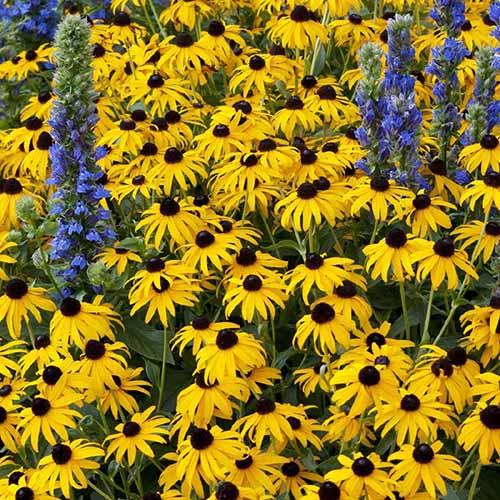 A square image of a mass planting of black-eyed Susans growing in a meadow.