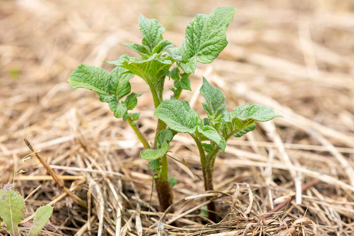 A horizontal photo of a side view of young potato sprouts growing in straw.