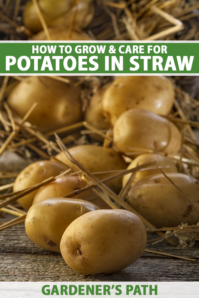 A vertical close up photo of potatoes nestled in among bits of straw. Green and white text span the center and bottom of the frame.