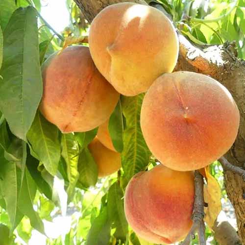 A square image of 'Hale Haven' peach fruits ready to harvest, pictured in light sunshine.