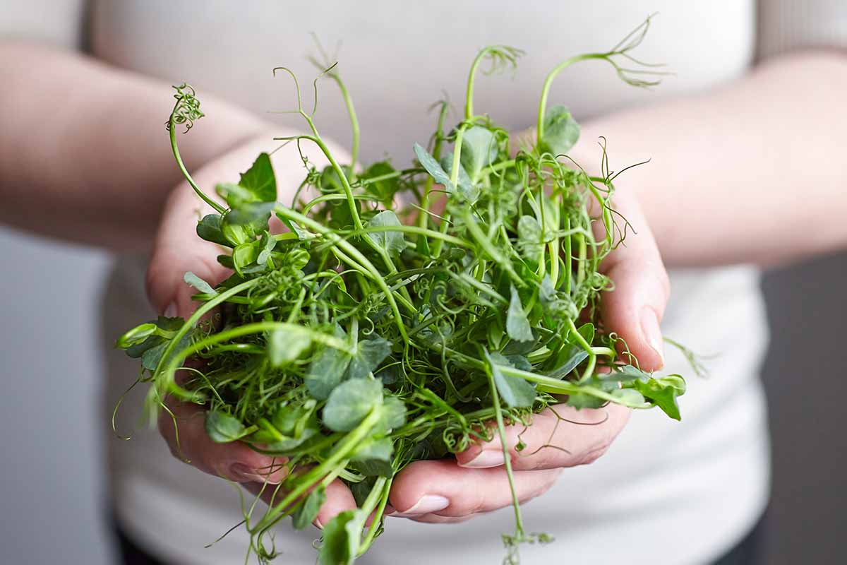 A horizontal close up of a woman holding a handful of pea foliage in both of her hands.