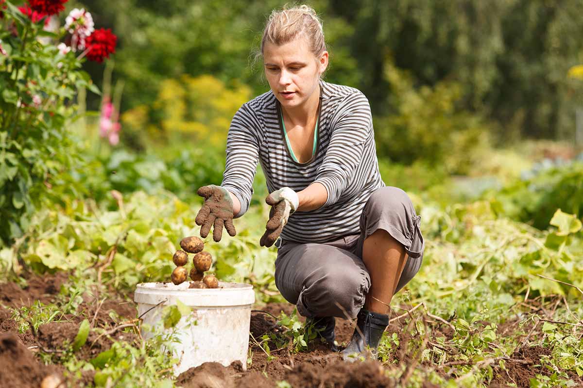 A woman harvesting potatoes in the sunshine pictured on a soft focus background.