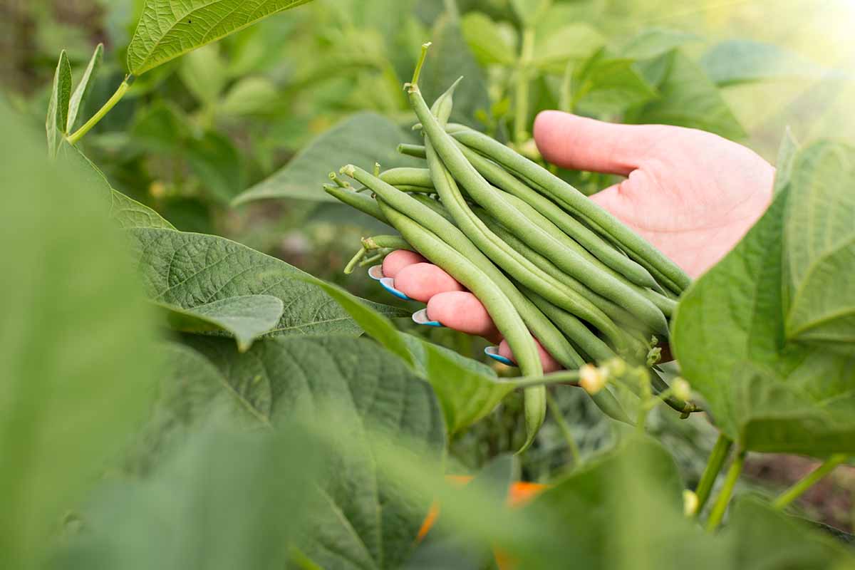 A close up horizontal image of a hand from the right of the frame holding freshly harvested green beans, with foliage in soft focus in the background.
