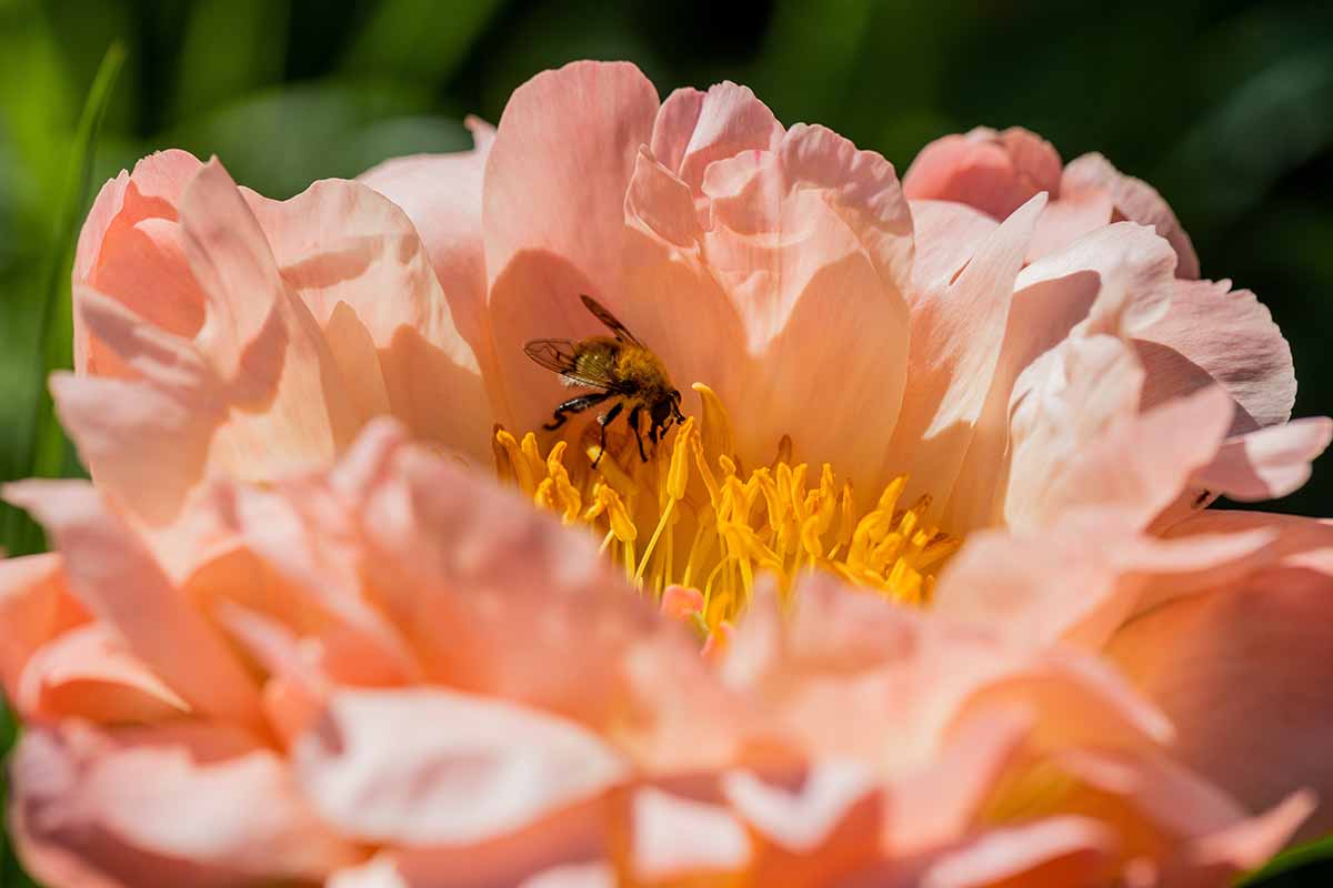 A close up horizontal image of a bee feeding from a 'Hawaiian Coral' peony flower pictured in light sunshine on a soft focus background.