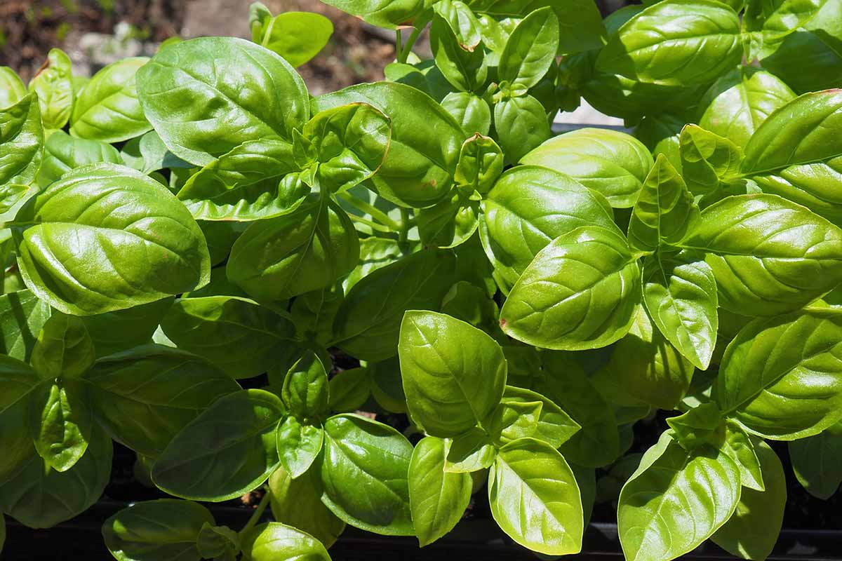 A horizontal close up of a healthy green basil specimen in a pot outside.
