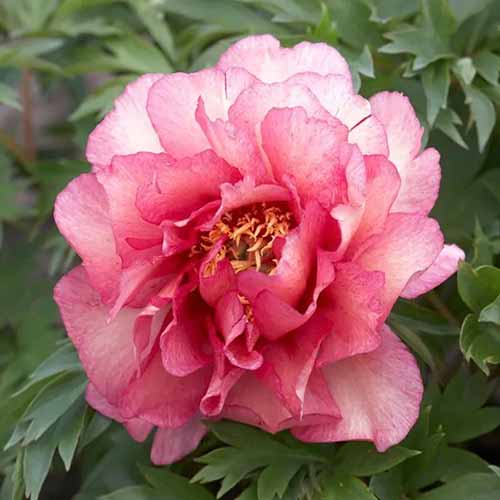 A square image of a single 'Hillary' peony flower growing in the garden pictured with foliage in the background.