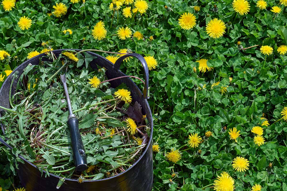 A horizontal close up photo on a black garden bucket filled with pulled dandelion weeds.