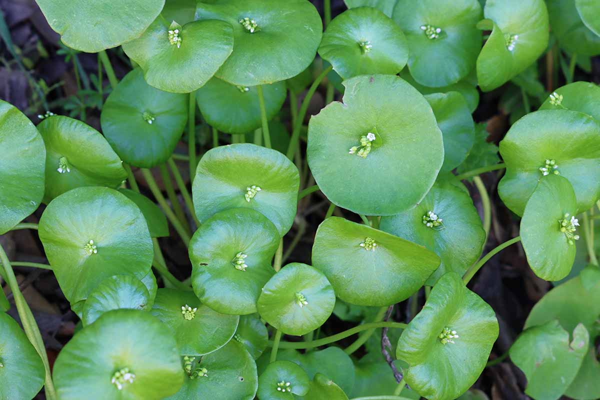A close up horizontal image of miner's lettuce (Claytonia perfoliata) in full bloom growing wild.