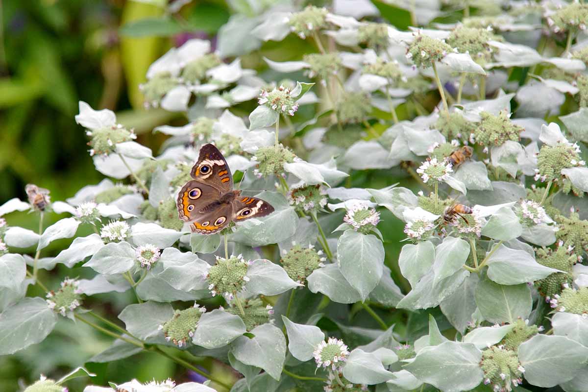 A close up horizontal image of a common buckeye butterfly and honeybees foraging from the flowers of a mountain mint plant.