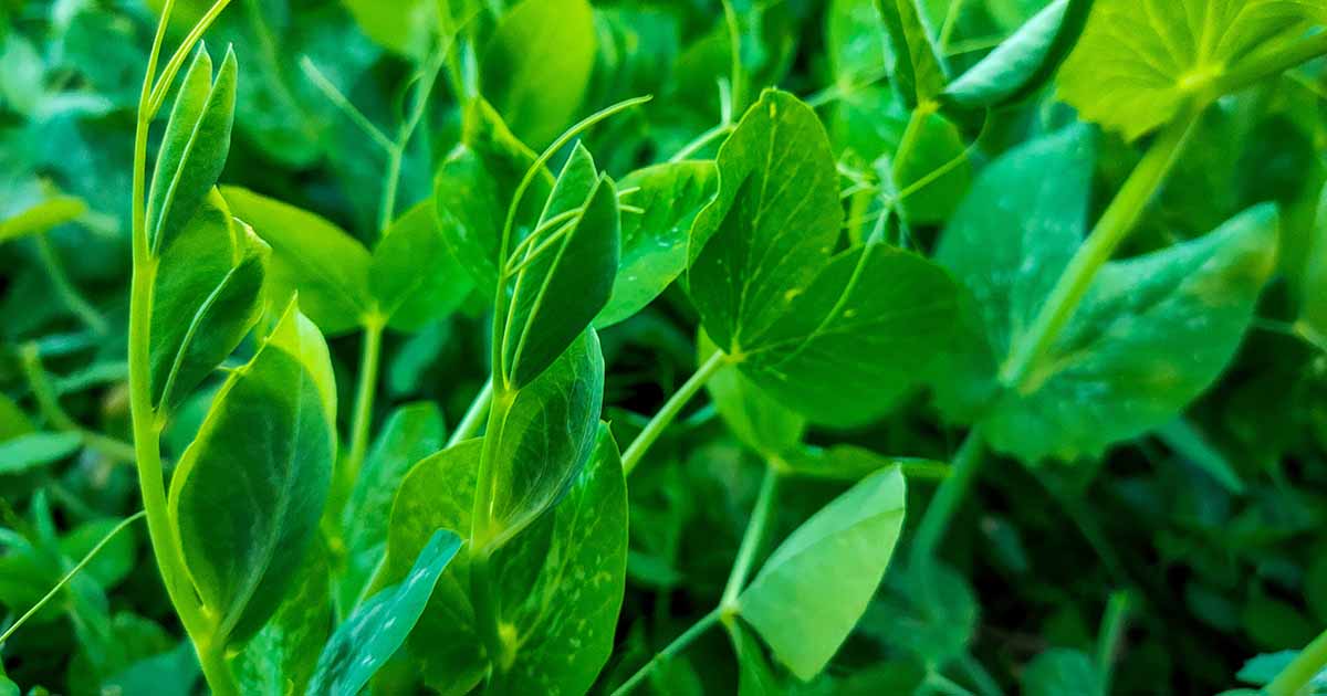 How to Grow and Harvest Pea Shoots