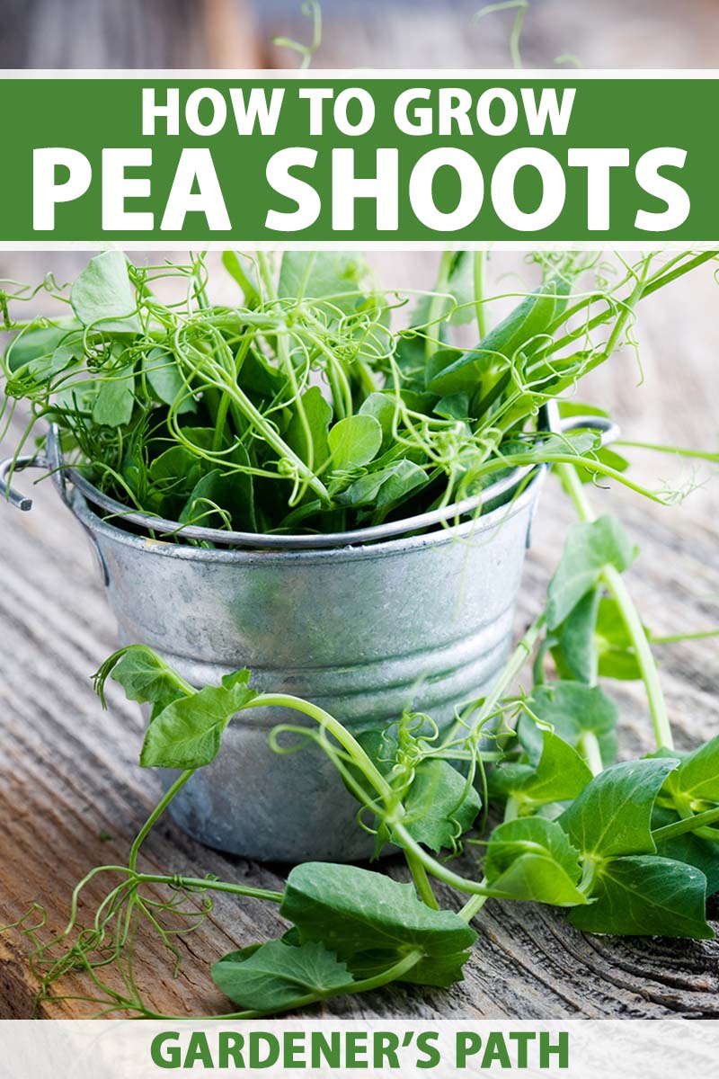 A vertical photo of pea shoots growing out of a galvanized steel bucket on a wooden table. Green and white text span the center and bottom of the frame.