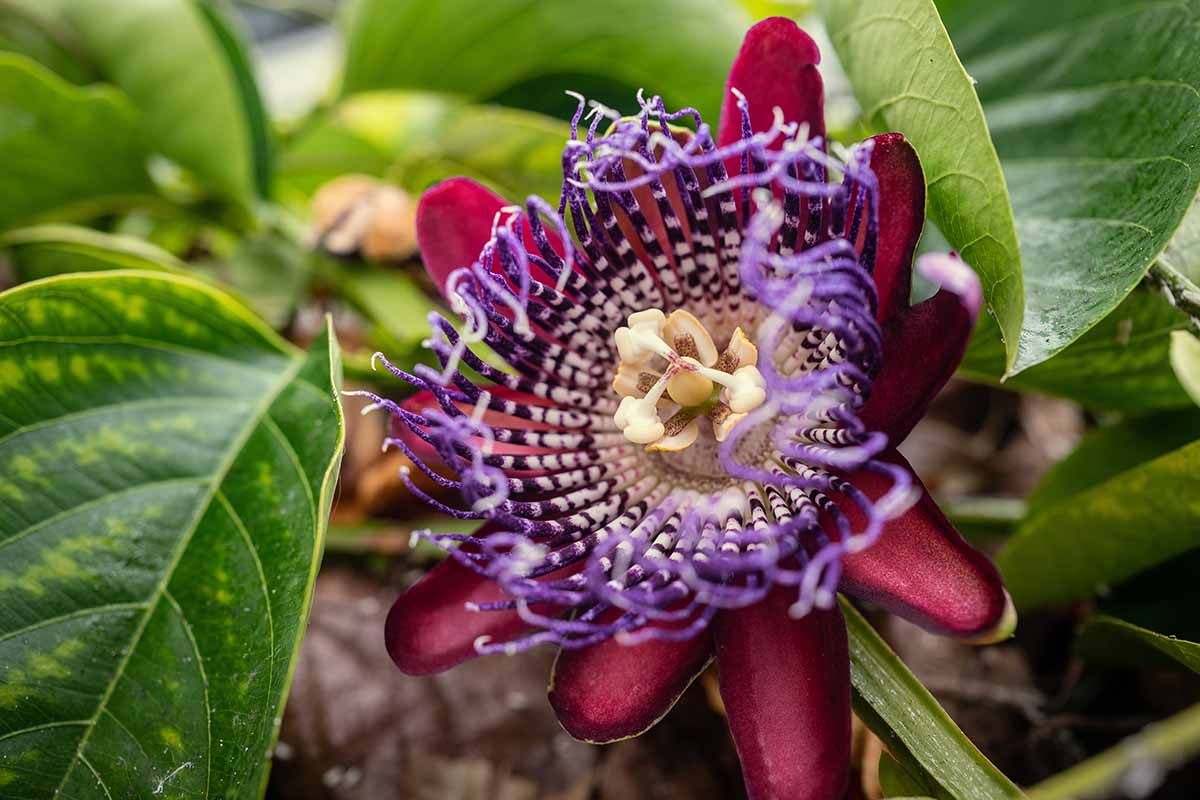 A horizontal close up photo of a passionflower bloom with red petals and a bright purple center.