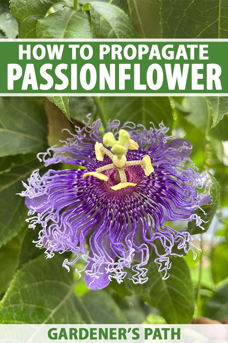 A vertical close up shot of a purple passionflower in bloom. Green and white text spans the center and bottom of the frame.