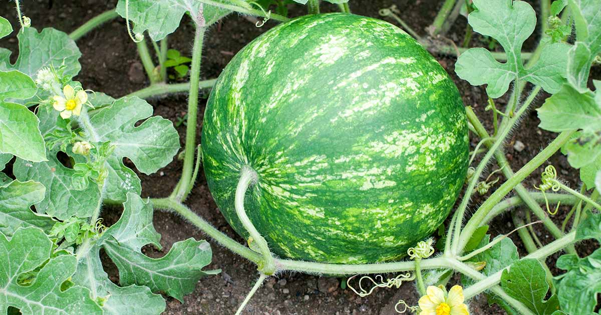 How to Water Watermelons | Gardener’s Path