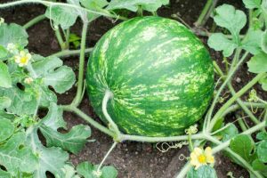 A horizontal shot of a watermelon growing on a vine in a garden with several blossoms on the vine.