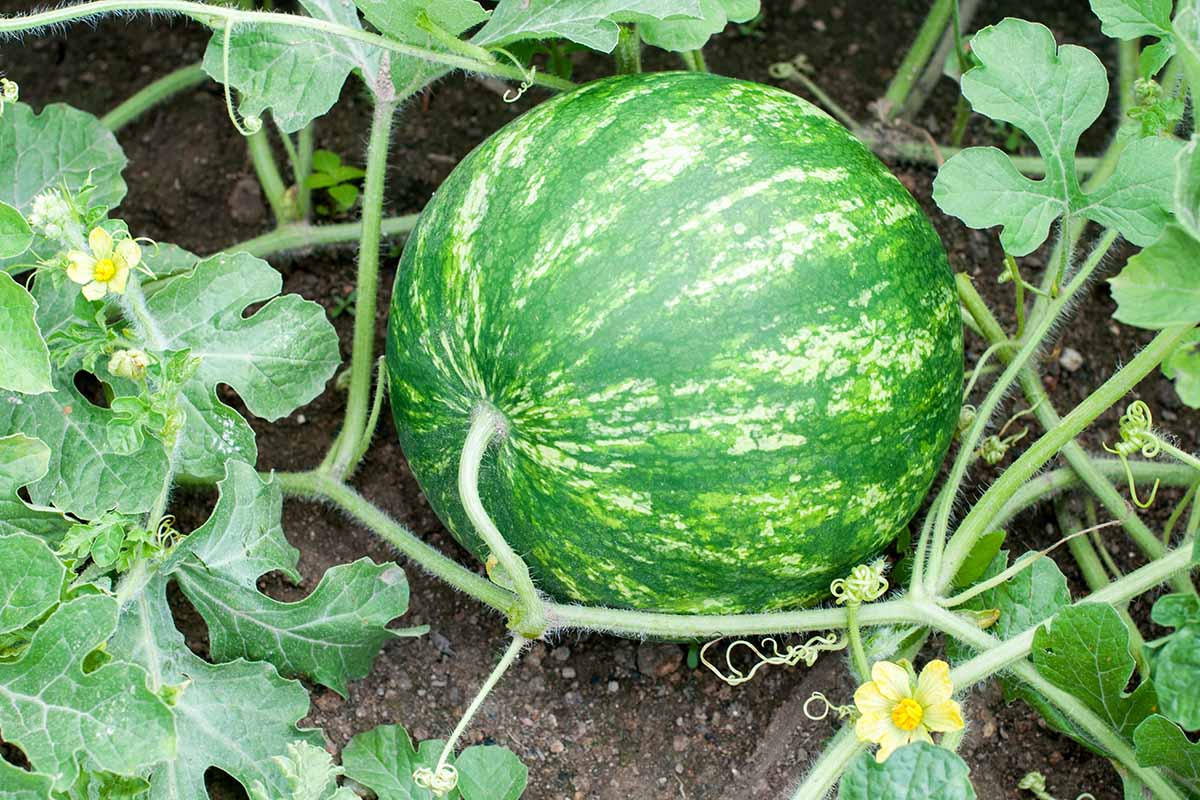 A horizontal shot of a watermelon growing on a vine in a garden with several blossoms on the vine.