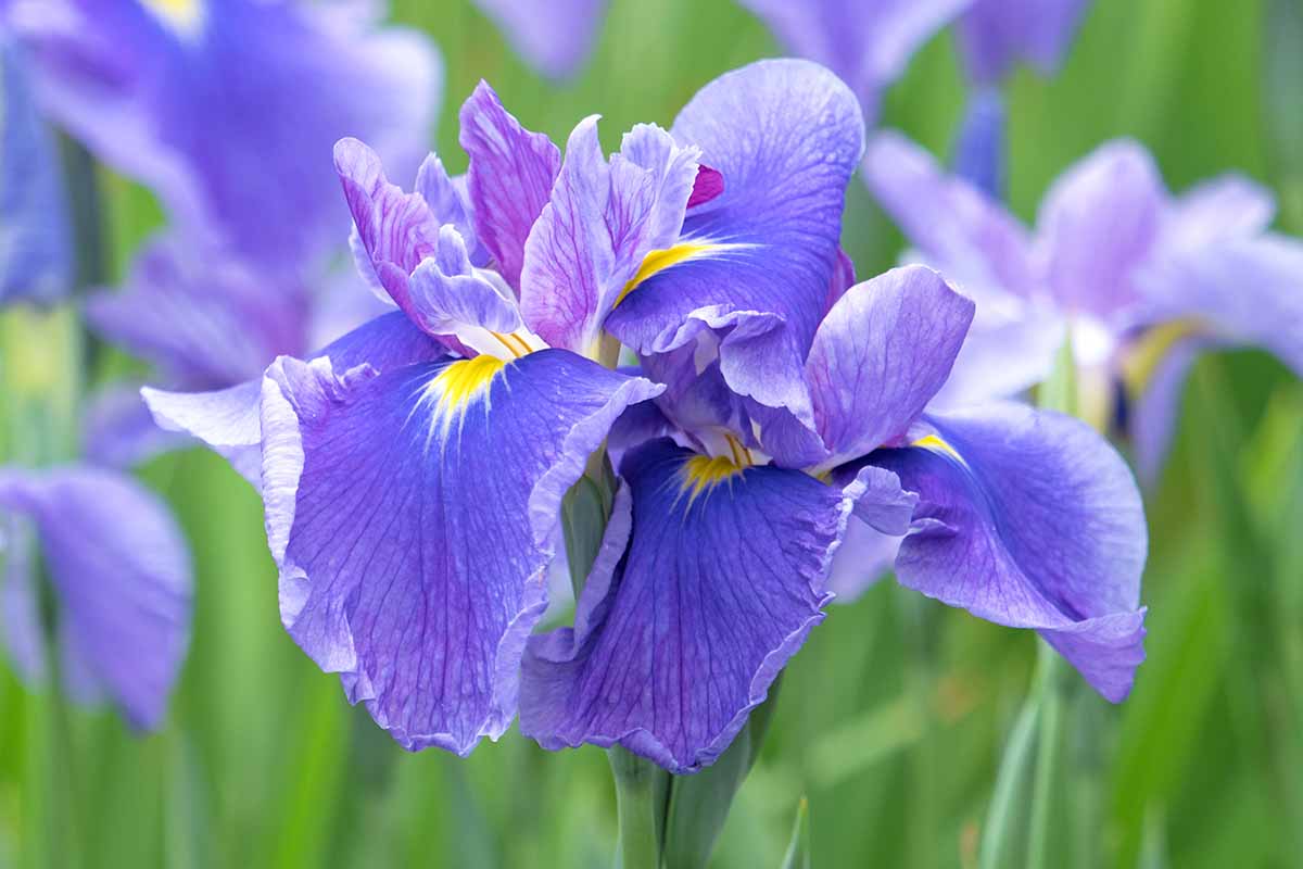 A horizontal close up of purple iris blooms with green foliage blurred in the background.