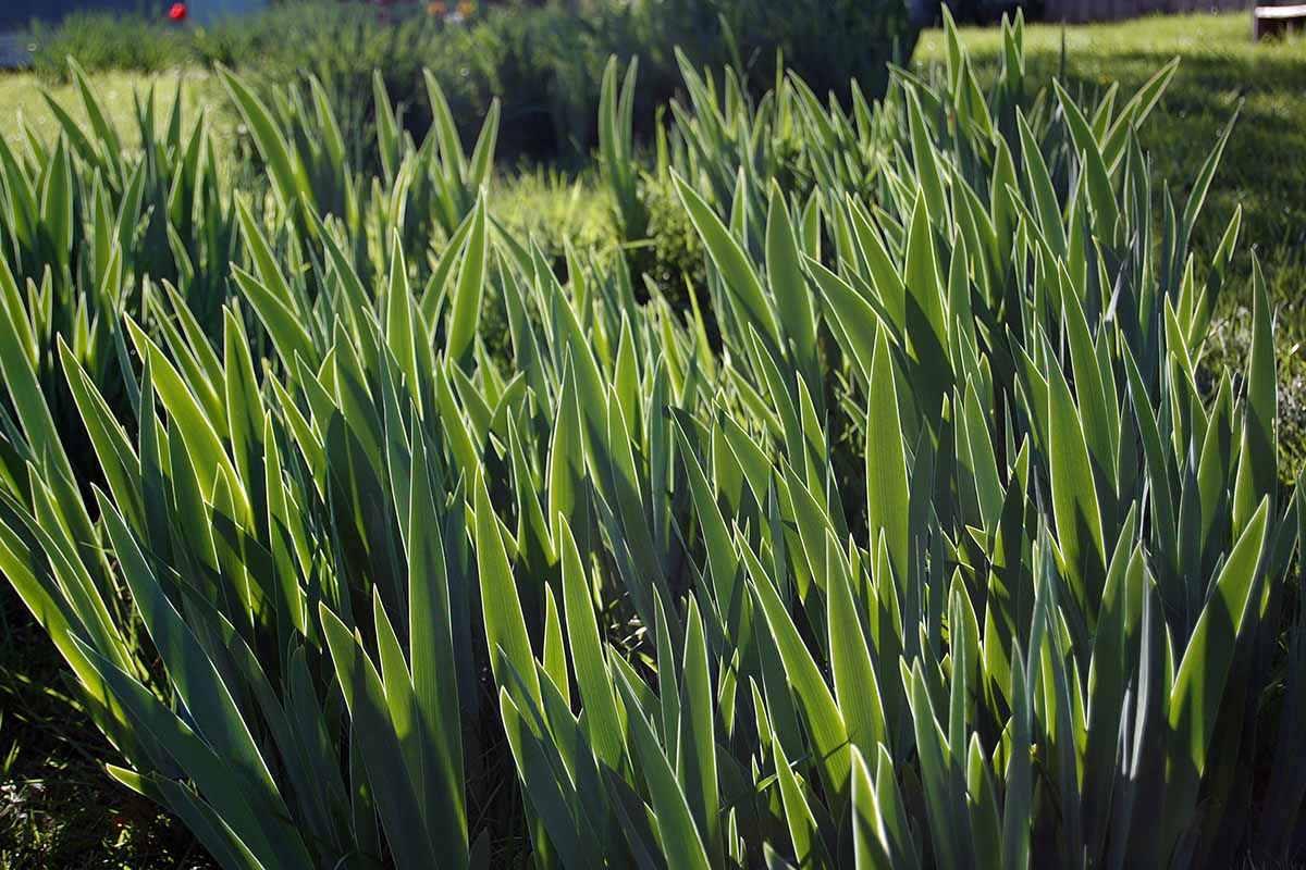 A horizontal photo of a bed of iris foliage with no flowers.