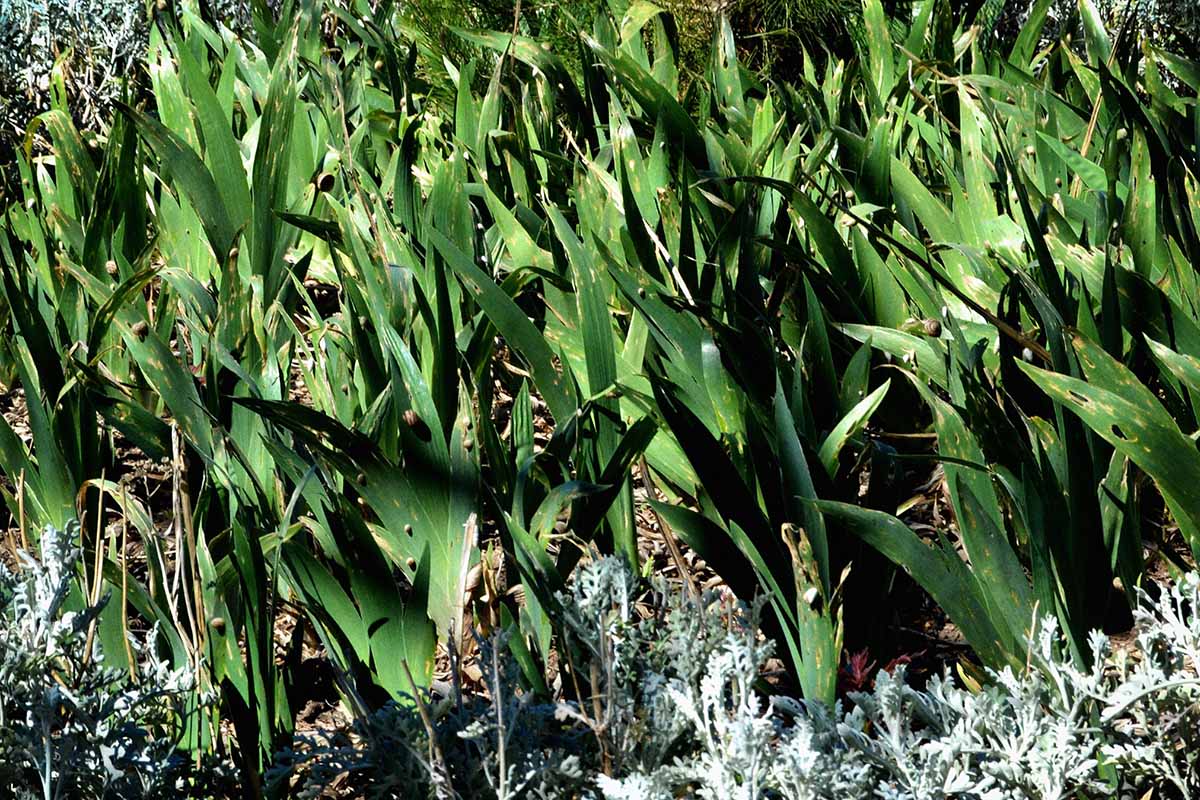 A horizontal photo of a bed of iris foliage which has been eaten and damaged by snails.