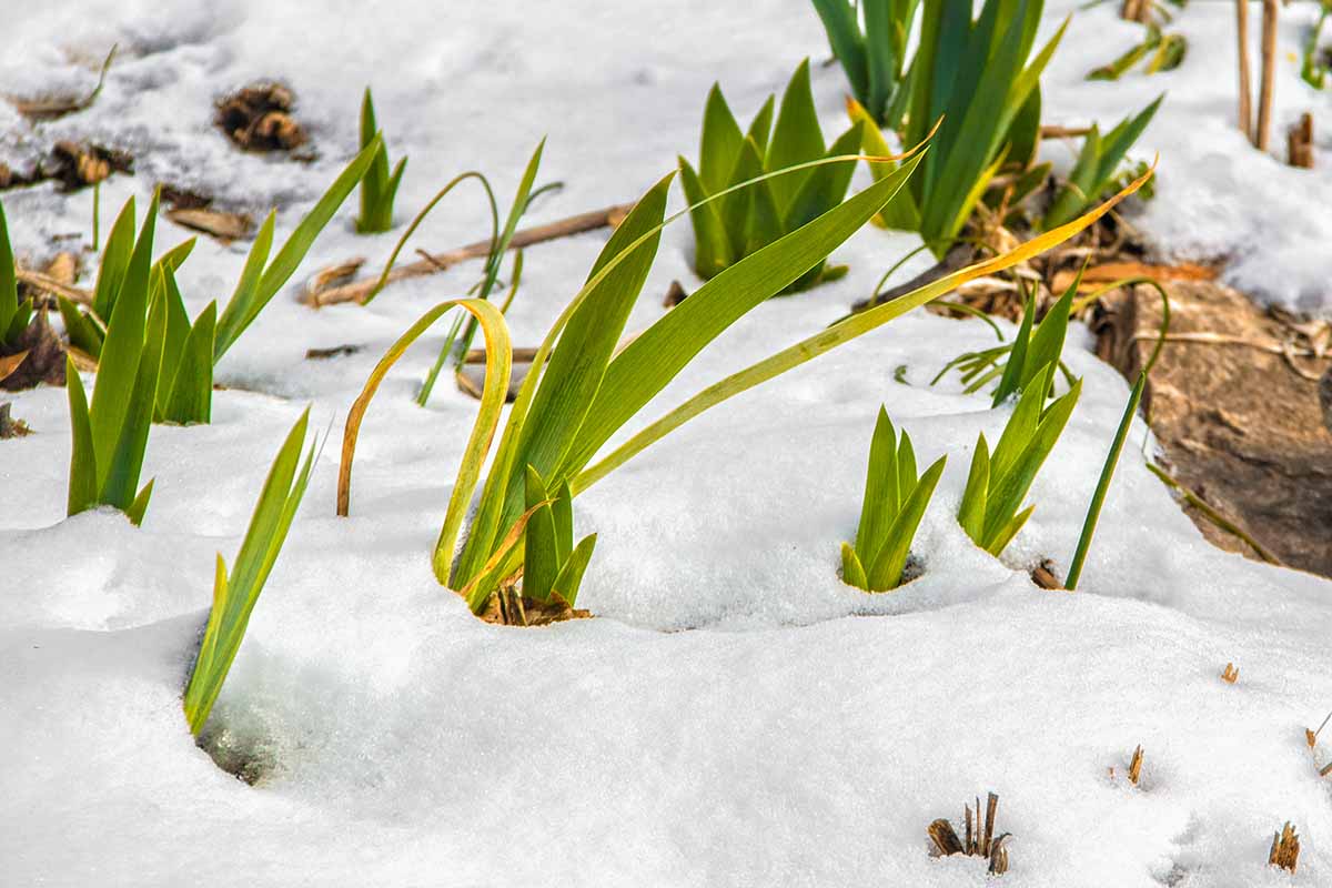 A horizontal photo of iris foliage growing up through the snow.