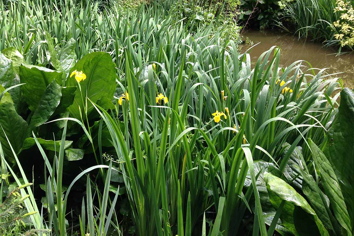A horizontal photo of a group of irises growing on the bank of a pond.