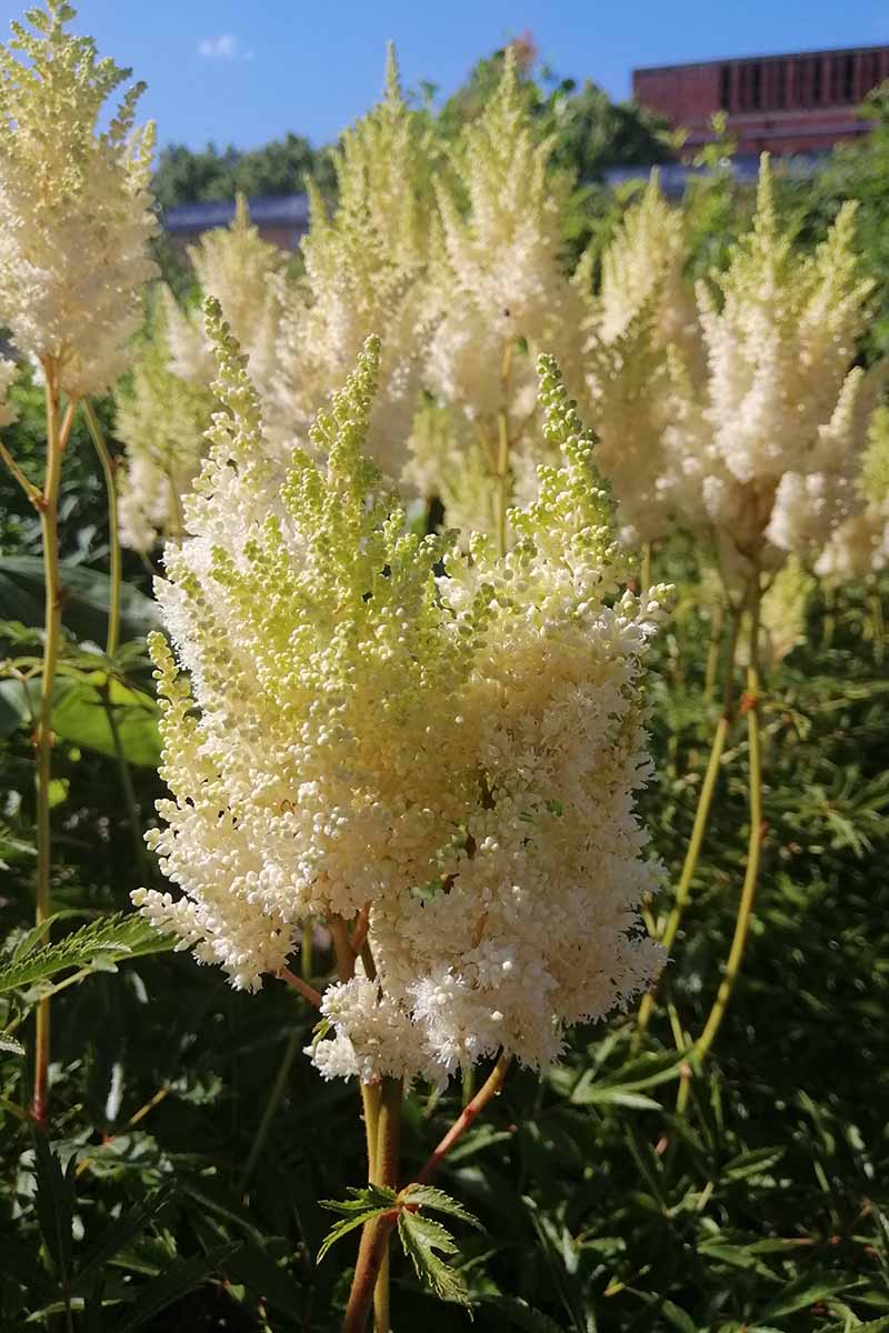 A close up vertical image of astilbe flowers growing in the garden pictured in light sunshine on a blue sky background.